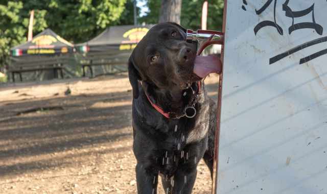 Incompleta a Japigia, trascurata a Libert, ospitale a Carrassi: lo stato delle 15 aree cani di Bari